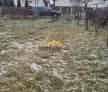 Teren Intravilan Botosani 1400 mp