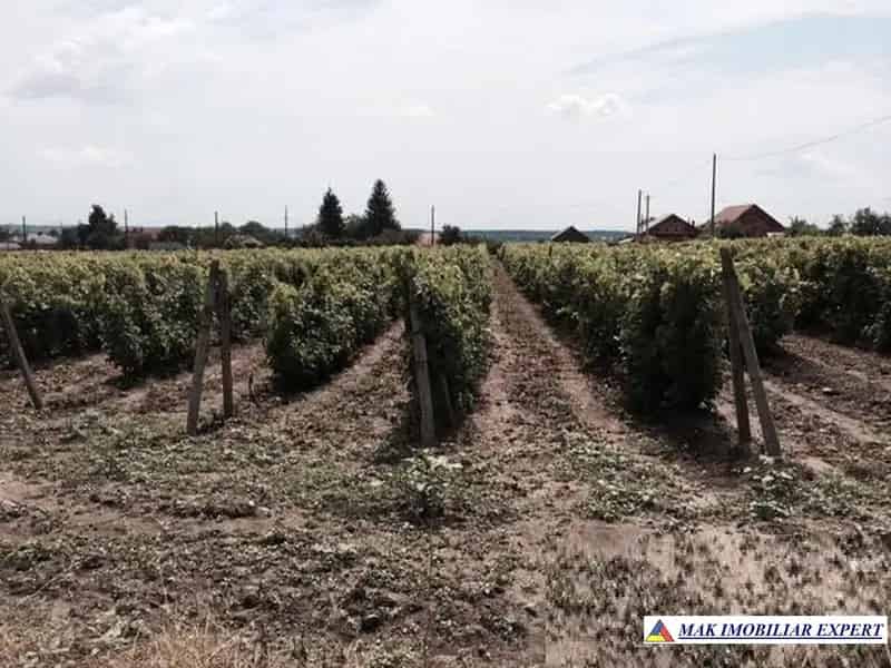 Domeniu Viticol 3 ha cu Conac Boieresc de Vânzare Călinești
