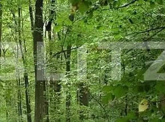 Pădure de vânzare Leamna de Jos 346 mp