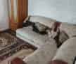 Casa de vanzare Poșta Cilibia Buzau 3 Dormitoare Renovata