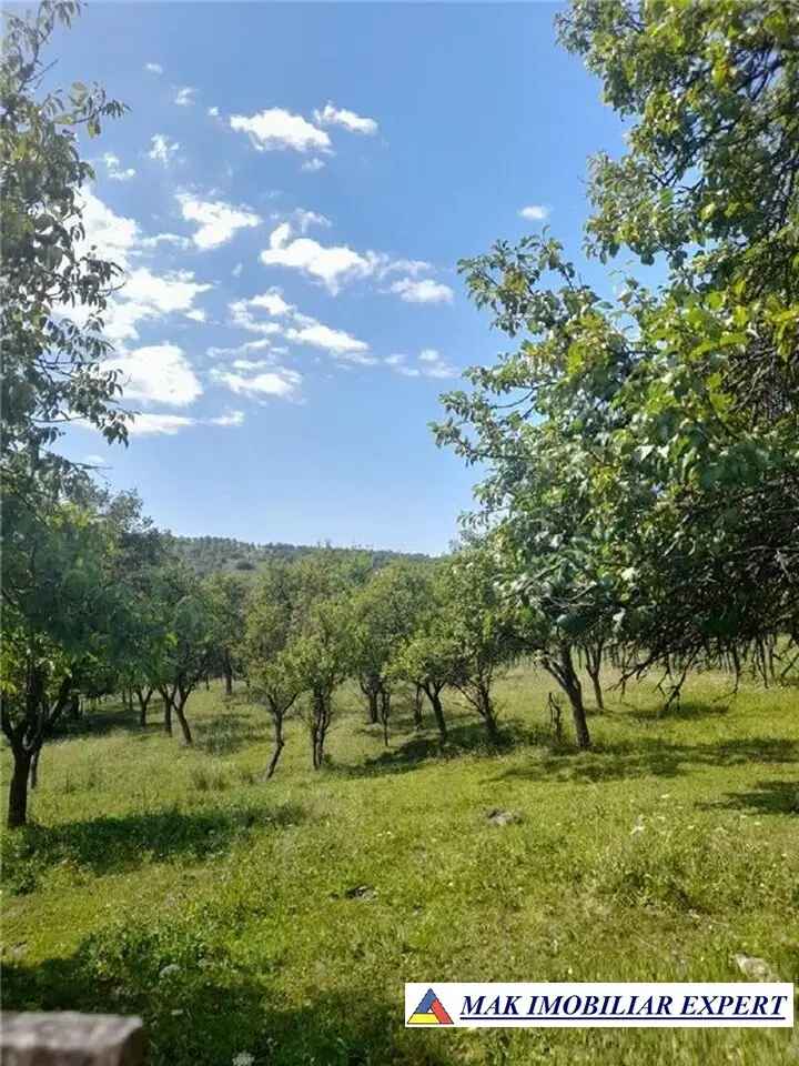 Teren extravilan 5.000 mp de vânzare în Aninoasa – Ideal pentru investiții agricole