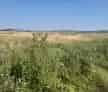 Teren Intravilan 19100 mp DN14 Sibiu Sura Mare